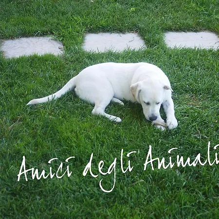 Alojamento de Acomodação e Pequeno-almoço Casa Di Rosa